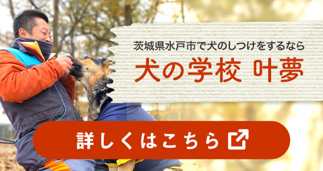 茨城県水戸市で犬のしつけをするなら　犬の学校 叶夢